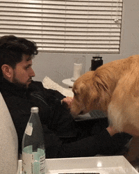 GoldenHuckFin hi work working golden GIF