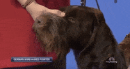 national dog show 2018 GIF by NBC