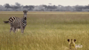 nat geo wild oh snap GIF by Savage Kingdom
