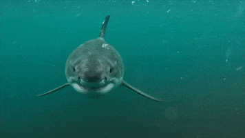 Teeth Hello GIF by Shark Week