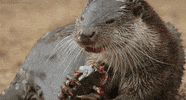 european otter GIF by Head Like an Orange