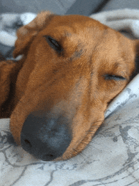 Sleepy Sausage Dog GIF