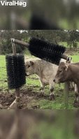 Cute Cows Seriously Love New Scratching Posts