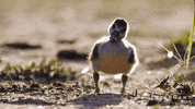 Baby Animal Documentary GIF by Apple TV+