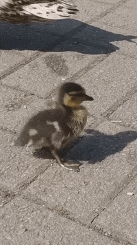 UniofBath  GIF