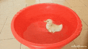Life Aww GIF