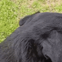 LordBobbel lord hund rottweiler mailo GIF