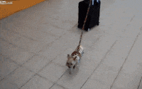 dog travel GIF by Rover.com