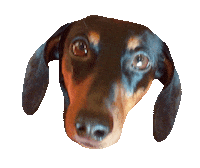 dachshund doxie Sticker by beangoods