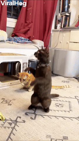 Molé the Cat Playing with Catnip Bubbles