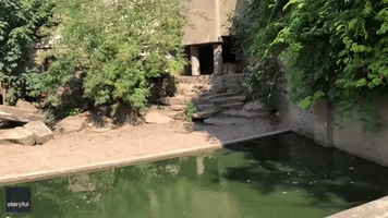 Lioness Stalks and Pounces on Wild Heron in Dutch Zoo