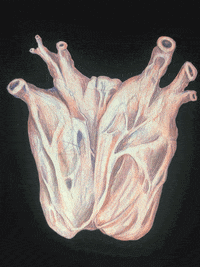 valentine's day love GIF by Studio 360