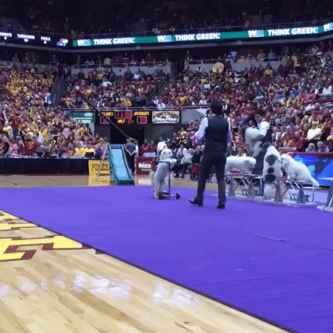 Iowa State Cyclones Halftime GIF by Iowa State