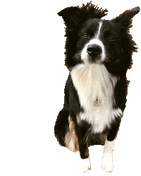 Dog Wow Sticker by Tales&Tails