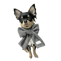 Dog Sticker