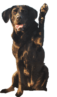 dog waves Sticker by Tales&Tails