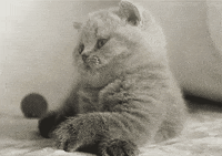 Black And White Cat GIF