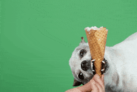 annenbergpetspace dog adoption dog ice cream wallis annenberg petspace dr jj GIF