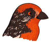 Bird Mirada Sticker