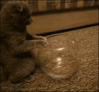 cat GIF