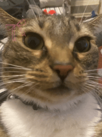 TedrosXO giphyattribution cat kitten giphycreatortest GIF