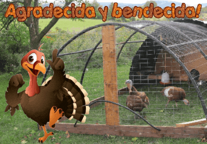 American Football Thanksgiving GIF