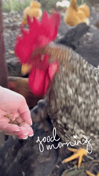 Chicken Hallo GIF