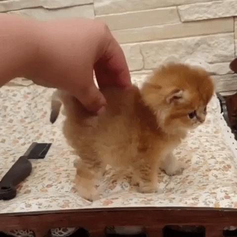 GifVif giphyupload smol boi gets massage GIF