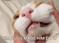 Cat Meme GIF
