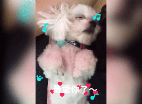 dog GIF by Pamily