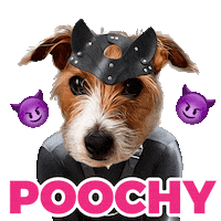 International Dog Day Sticker by Pimp Yo Pets