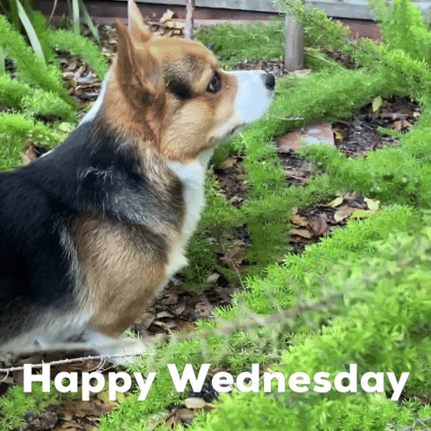 Corgi Milo GIF