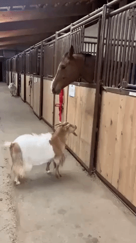 Not So Tough Behind That Door: Goat Rams Stall as Horse Watches On