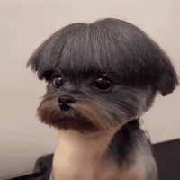 Dog Barber GIF by Respective