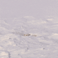 polar bear snow GIF