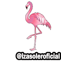 Rosa Flamingo Sticker by Izasoler