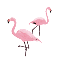 dhefloriano animal rosa flamingo natureza Sticker