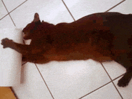 cat hes always redecorating GIF