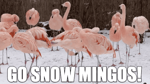 ForwardMadisonFC giphygifmaker snow flamingo madison GIF