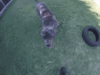 Dog Costa GIF by abana a cauda