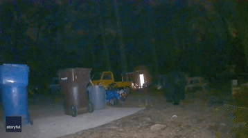 Giant Black Bear Digs Through Virginia Family's Trash for Dinner