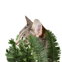 Wide Eyed Hello Sticker