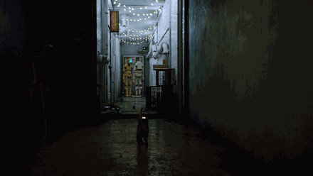 cat hk GIF