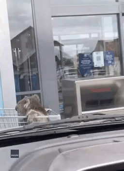 'Only in Australia': Lost Koala Helped Out of Supermarket Parking Lot in Shopping Cart