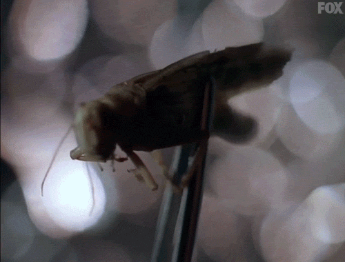 x files GIF by The X-Files