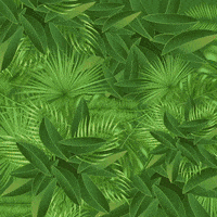 Yvesrocherma  GIF