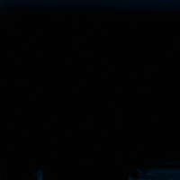 Car Chimp GIF by Primate Movie