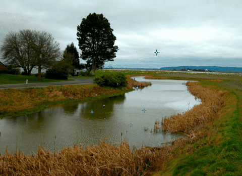 drmichaelpiepkorn giphygifmaker giphyattribution GIF