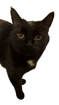 Black Cat Cats Sticker