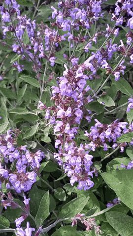 Simongip giphyupload GIF